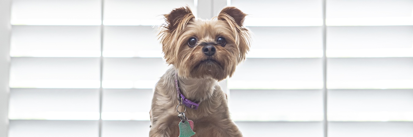 Dog in front of plantation shutters in Denver